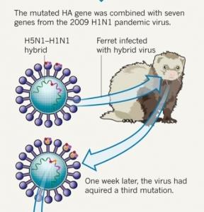 SUPERVIRUS H5N1: La revue scientifique Nature publie la première étude – Nature