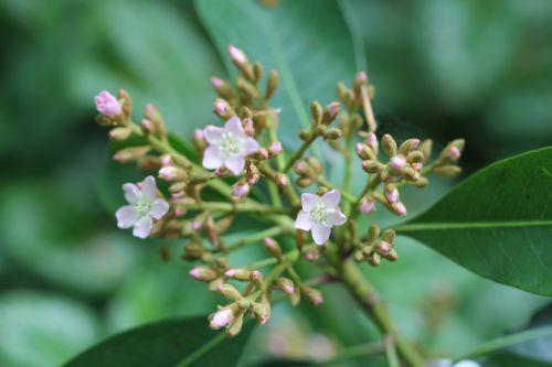 x Raphiobotrya 'Coppertone' 4 raphiobotrya veneux 5 mai 2012 021.jpg