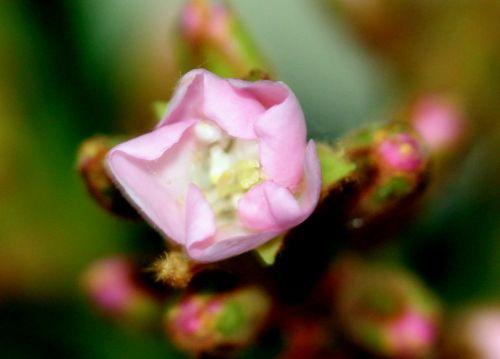 x Raphiobotrya 'Coppertone' 9 raphiobotrya veneux 4 mai 2012 062.jpg