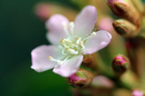 x Raphiobotrya 'Coppertone' 7 raphiobotrya veneux 5 mai 2012 014.jpg