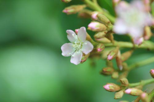 x Raphiobotrya 'Coppertone' 5 raphiobotrya veneux 5 mai 2012 020.jpg