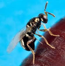 ALERTE AUX TIQUES, Informez vos enfants, votre famille, vos amis ! ALERTE AUX TIQUES, Informez vos enfants, votre famille, vos amis !