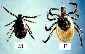 ALERTE AUX TIQUES, Informez vos enfants, votre famille, vos amis ! ALERTE AUX TIQUES, Informez vos enfants, votre famille, vos amis !