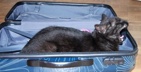 chat qui baille allongé dans une valise