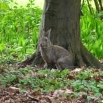 tiergarten P1280307.JPG Se mettre au vert