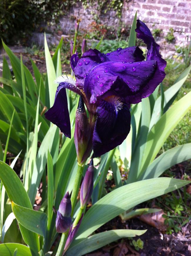 Satisfaction de printemps : les iris