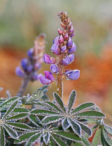 DANS UN MATIN ÉTERNEL lupine-gele.jpg