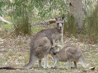 La vie des kangourous...
