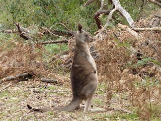 La vie des kangourous...
