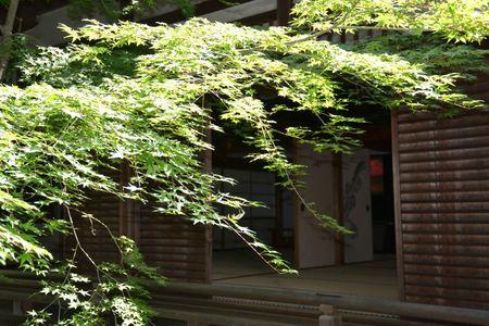 Eikan-do : le temple dans un bosquet calme ... DSC_3092
