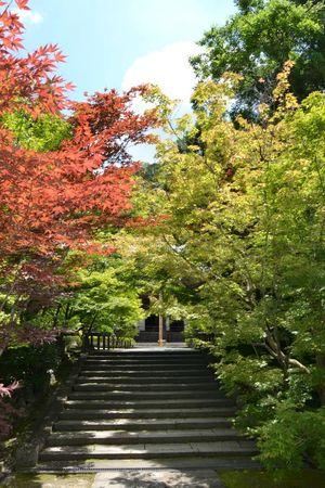 Eikan-do : le temple dans un bosquet calme ... DSC_3149