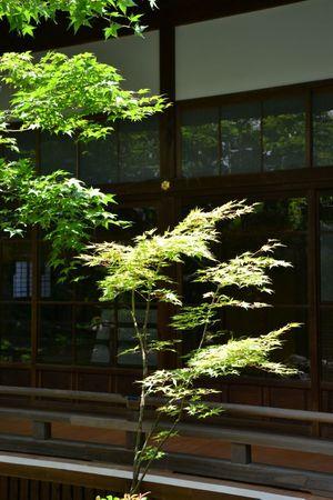 Eikan-do : le temple dans un bosquet calme ... DSC_3085