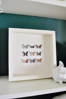 Butterflies Butterflies