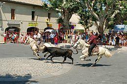 C'est la cata chez les défenseurs des traditions camarguaises Bandido_1