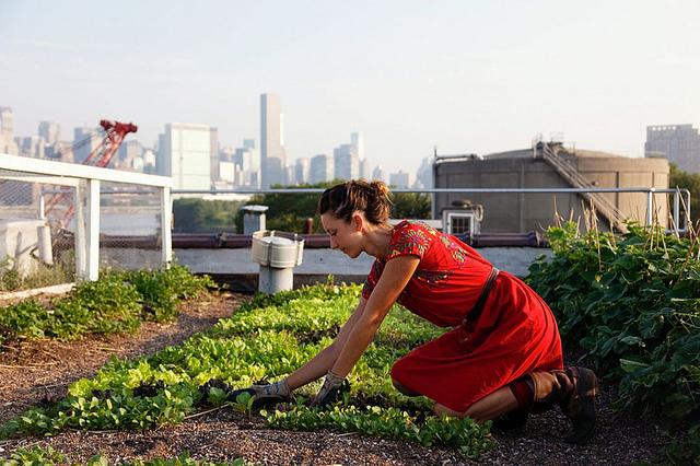 Roof top farm 6a00e554f1ae9388330163030d08d5970d-800wi