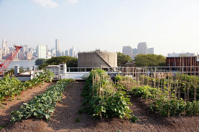 Roof top farm 6a00e554f1ae9388330168e90293d7970c-800wi