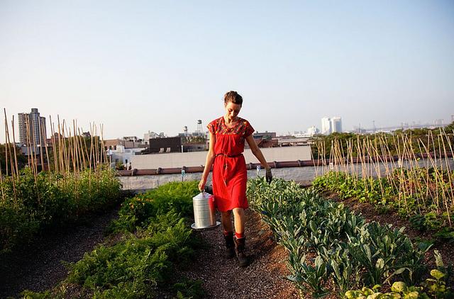 Roof top farm 6a00e554f1ae9388330168e90291ea970c-800wi
