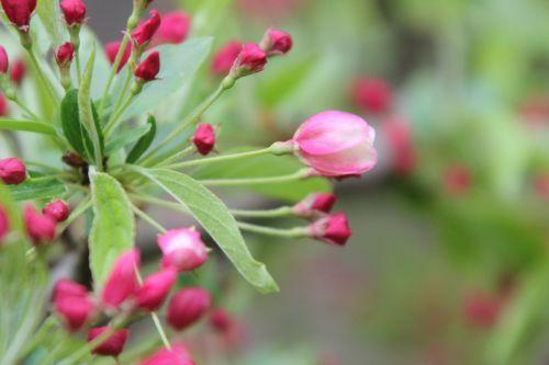 Malus x zumi 5 malus zumi gb 9 avril 2012 062.jpg