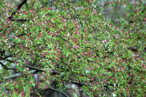 Malus x zumi 2 malus zumi gb 9 avril 2012 065.jpg