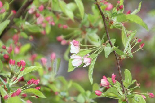 Malus x zumi 6 malus zumi gb 9 avril 2012 068.jpg