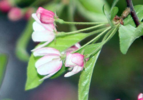 Malus x zumi malus zumi fleurs gb 9 avril 2012 068.jpg
