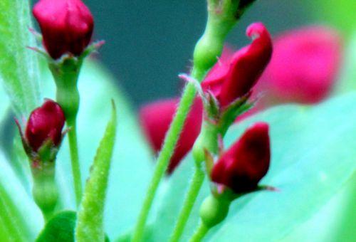 Malus x zumi malus zumi boutons gb 9 avril 2012 062.jpg