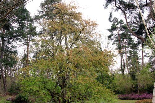 Malus x zumi 1 malus zumi gb 9 avril 2012 063.jpg