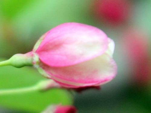 Malus x zumi malus zumi fleur gb 9 avril 2012 062.jpg