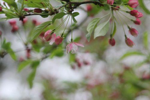 Malus x zumi 7 malus zumi gb 9 avril 2012 067.jpg