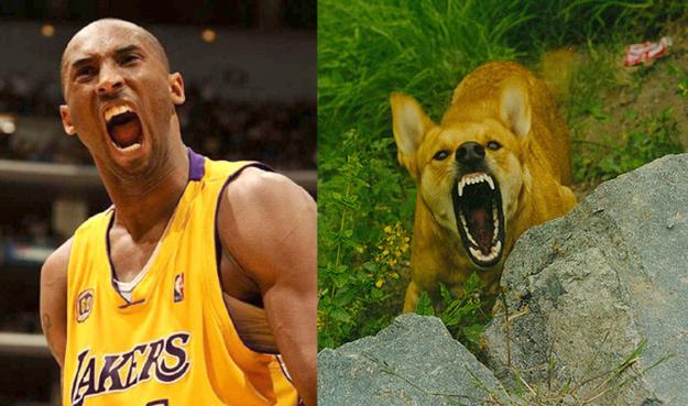 NBA vs Animal