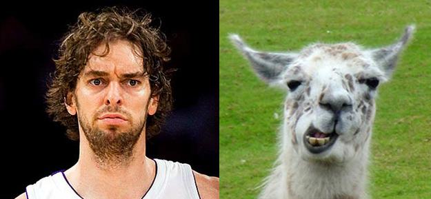 NBA vs Animal