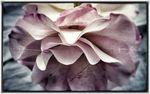 Vous le savez, mais... rose