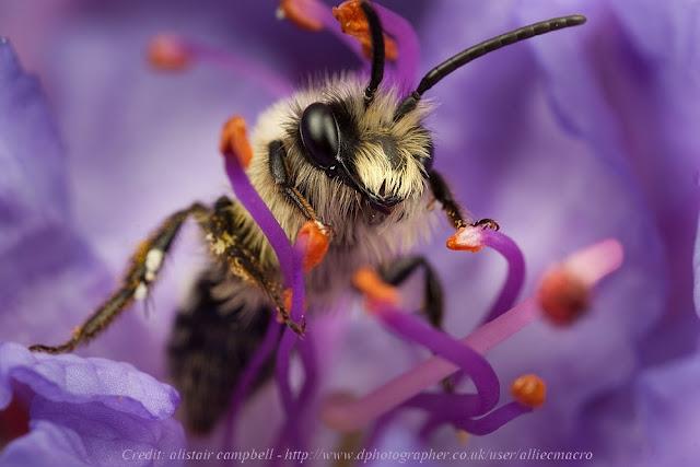 Thaïlande : Les abeilles au secours des chagrins d’amour