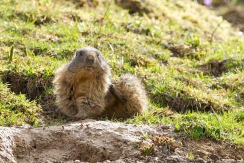 Marmottes neuchateloises…
