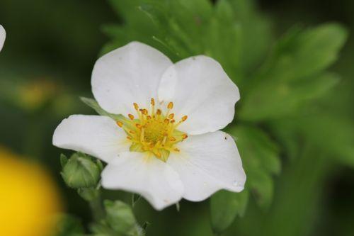 Fragaria fragaria moschata 6 romi 11 mai 2012 093.jpg