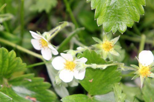 Fragaria fragaria moschata 4 romi 11 mai 2012 068.jpg