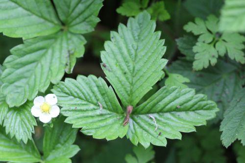 Fragaria fragaria vesca 2 romi 11 mai 2012 076.jpg