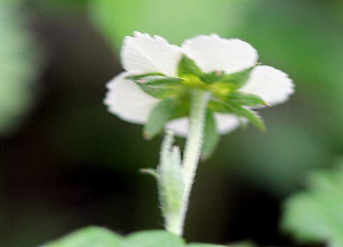 Fragaria fragaria vesca 5 romi 11 mai 2012 p 083.jpg