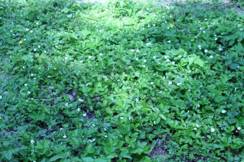 Fragaria fragaria vesca 1 romi 21 mai 045.jpg