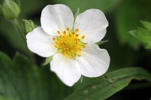 Fragaria fragaria moschata 5 romi 11 mai 2012 074.jpg