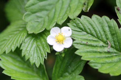 Fragaria fragaria vesca 3 romi 11 mai 2012 075.jpg