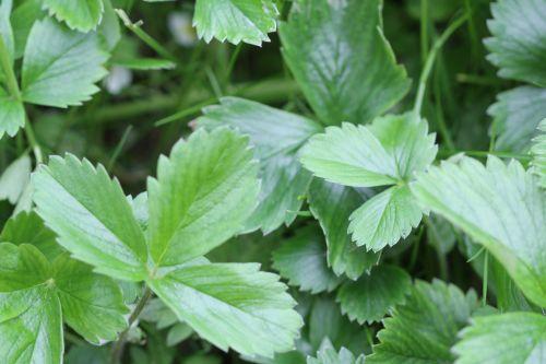 Fragaria fragaria moschata 2 romi 11 mai 2012 072.jpg