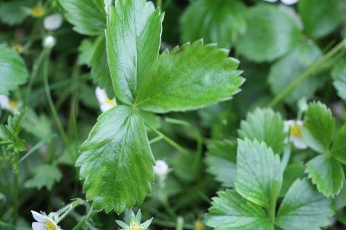 Fragaria fragaria moschata 3 romi 11 mai 2012 071.jpg