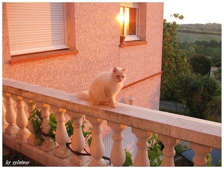 BON DIMANCHE DE MON JARDIN cachou lever du jour 15 05 2012