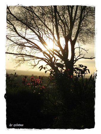 BON DIMANCHE DE MON JARDIN lever de soleil 13 05 2012 sur l'olivier