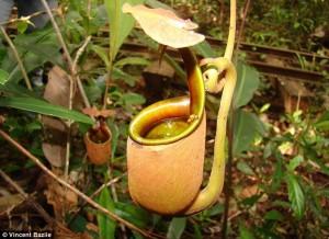 Mangeur sinistre : l'usine(la plante) de pichet(lanceur) Nepenthes Bicalcarata compte sur des fourmis pour fonctionner comme un deuxiÃ¨me estomac