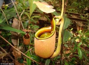 article-0-1306BA42000005DC-24_634x462 Mangeur sinistre : l'usine(la plante) de pichet(lanceur) Nepenthes Bicalcarata compte sur des fourmis pour fonctionner comme un deuxième estomac