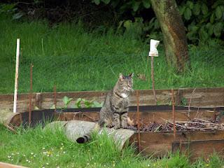 Gribouille, chatte gardienne de buttes Gribouille, chatte gardienne de buttes