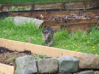Gribouille, chatte gardienne de buttes Gribouille, chatte gardienne de buttes