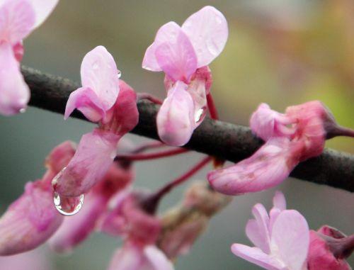 Cercis siliquastrum dammarie 5 6 mai 2012 024.jpg